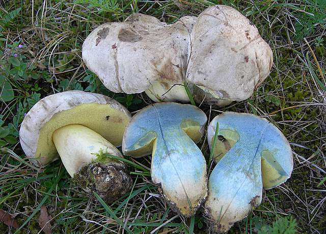 Funghi degli areali esposti